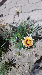 Gazania