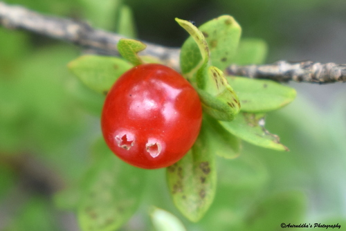 Lonicera angustifolia