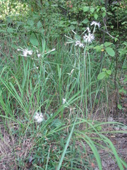 Dianthus superbus stenocalyx