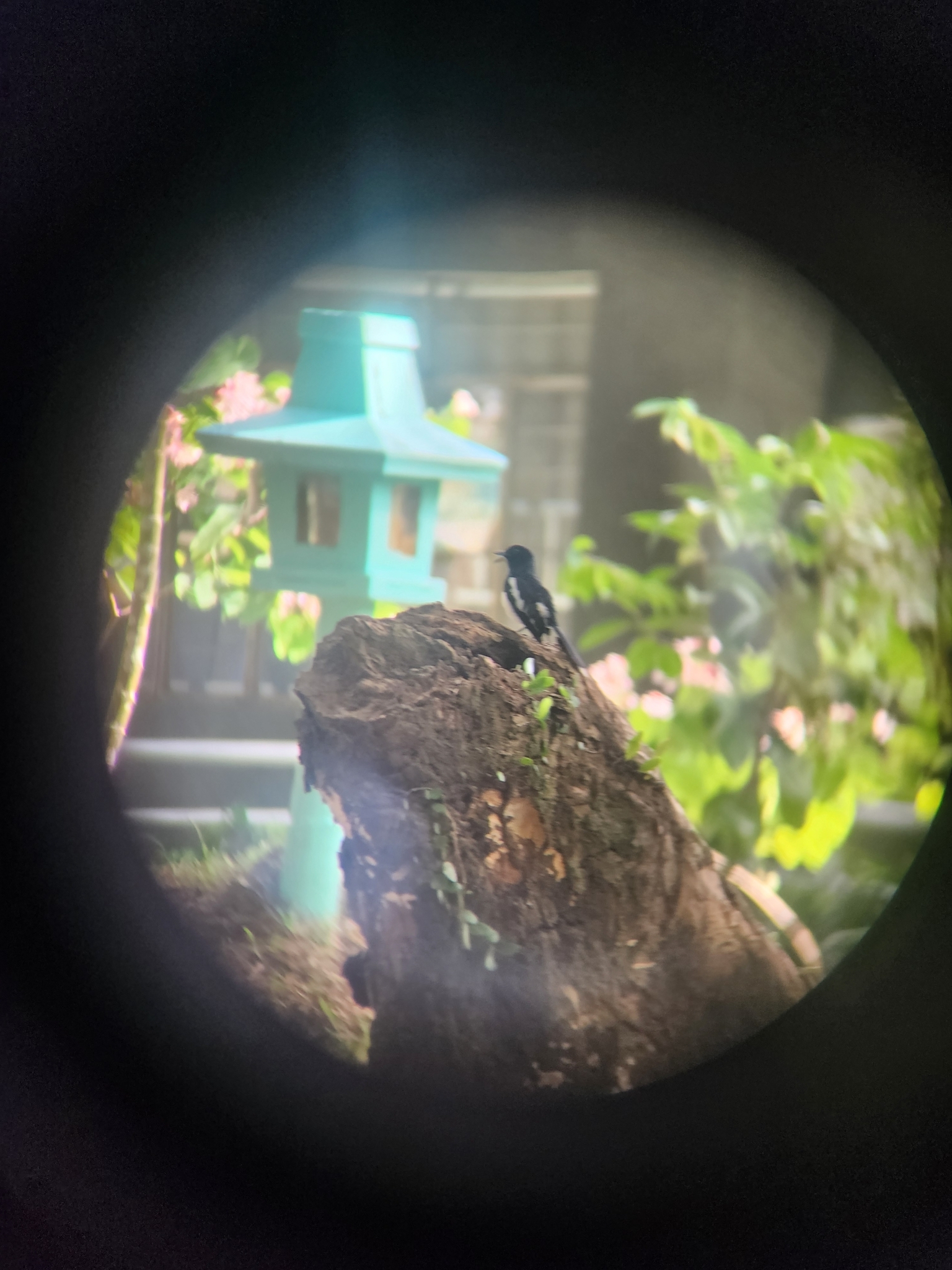 Philippine Magpie-Robin (Copsychus mindanensis), photo 5