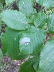 Phyllonorycter esperella