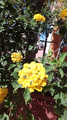 Lantana