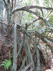 Disocactus speciosus speciosus