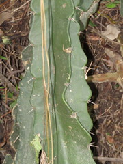 Disocactus speciosus speciosus