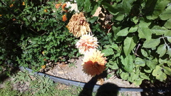 Dahlia pinnata