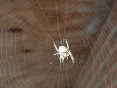 Araneus diadematus