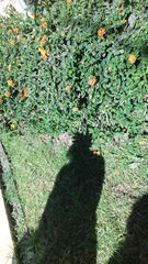Lantana camara