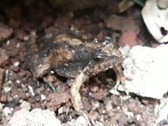 Physalaemus henselii