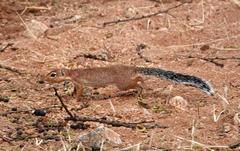 Xerus rutilus