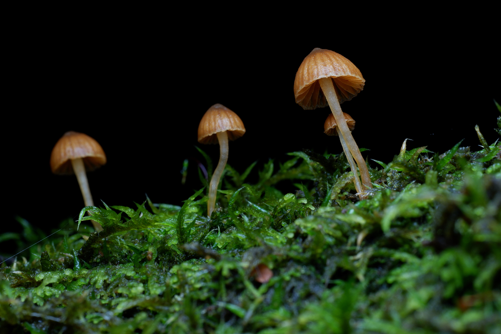 Galerina hypnorum · June 2025 · photo: © celadonfern (iNaturalist, cc-by)