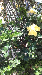 Hibiscus rosa-sinensis
