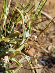 Euphorbia pseudotuberosa