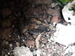 Physalaemus henselii