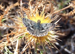 Muschampia proto