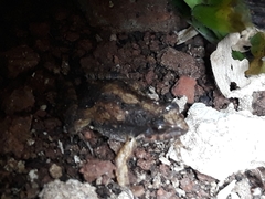 Physalaemus henselii