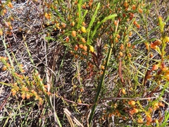 Erica campanularis