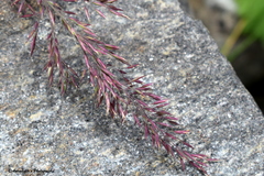 Chrysopogon