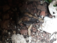 Physalaemus henselii