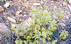 Hermannia holosericea