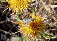 Carcharodus tripolina