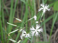 Dianthus superbus stenocalyx