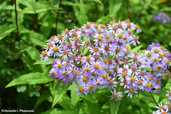 Aster albescens