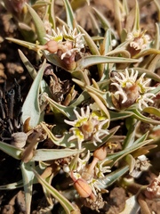 Euphorbia pseudotuberosa