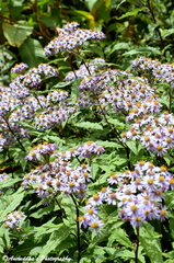 Aster albescens
