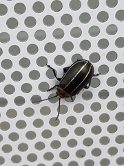 Disonycha conjuncta