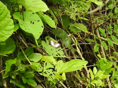 Antigonus emorsa