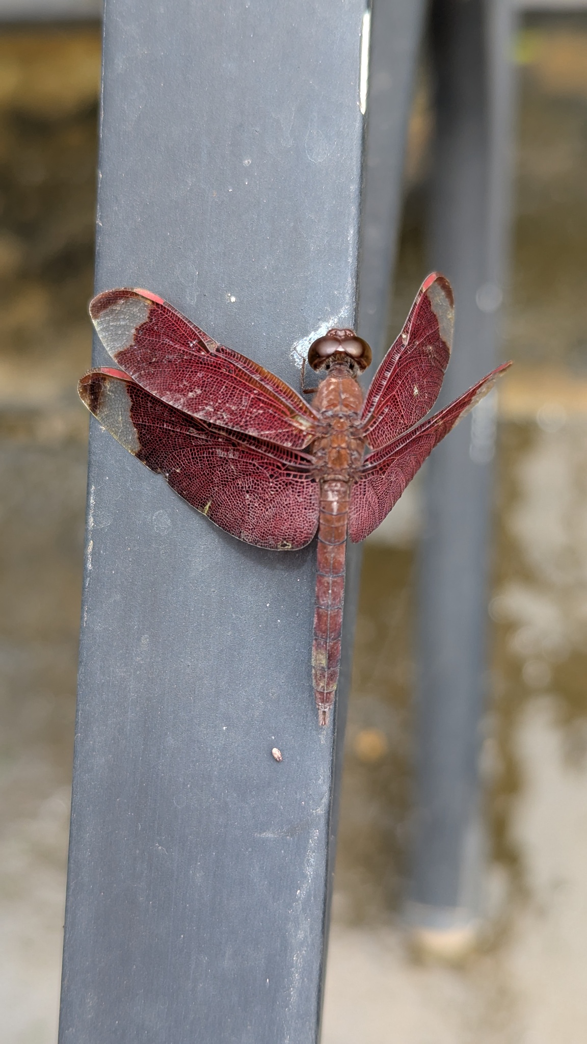 Fulvous Forest Skimmer
