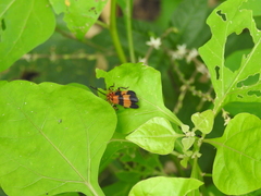 Calopteron reticulatum