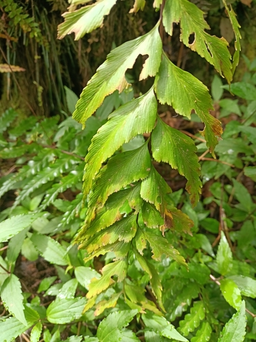 Asplenium macrophyllum observed 2025-06-30