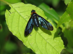 Cyananthrax cyanopterus