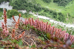 Bistorta vacciniifolia