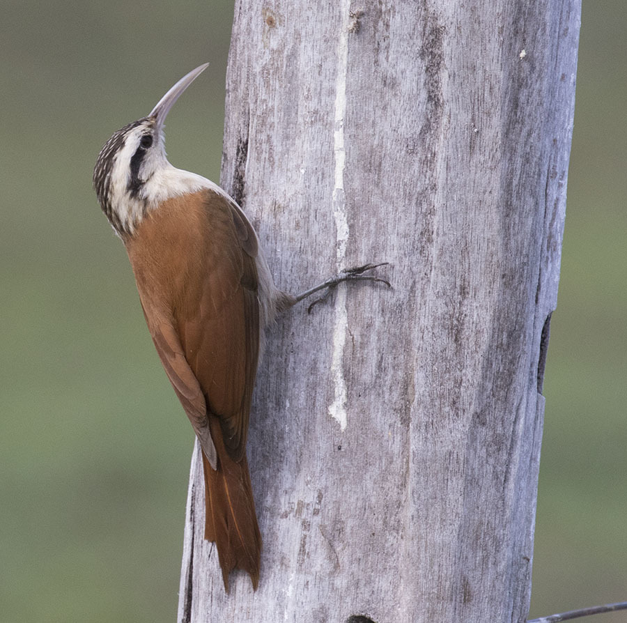 Narrow-billed Woodcreeper photo