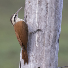 Narrow-Billed Woodcreeper photo 2