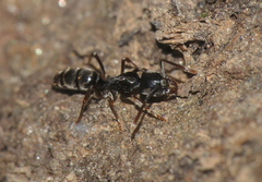 Brachyponera