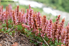 Bistorta vacciniifolia