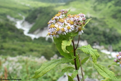 Aster albescens