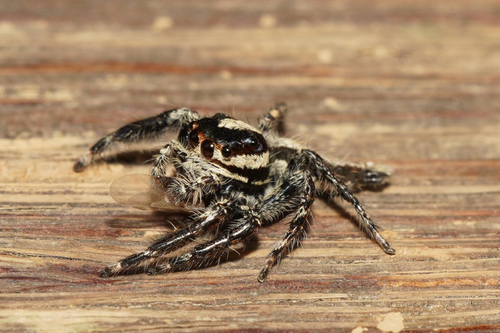 Pancorius crassipes