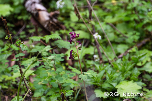 Corydalis jingyuanensis, photograph 1