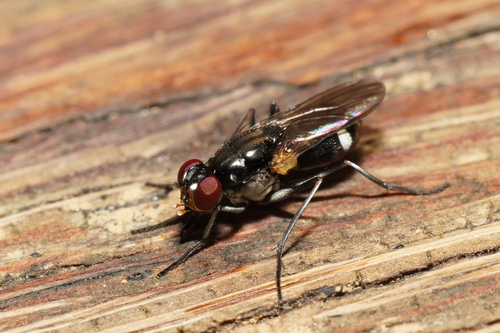 Lispe binotata