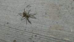Araneae