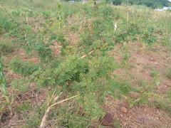 Dichrostachys cinerea