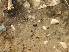 Cycloglypha thrasibulus