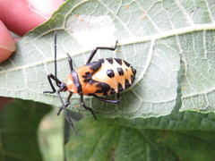 Sephina