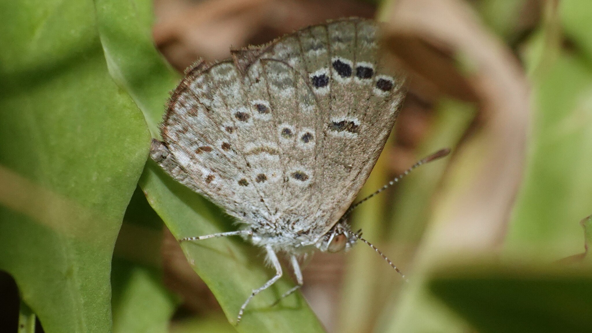 Lesser Grass Blue