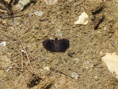 Cycloglypha thrasibulus