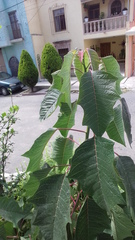 Euphorbia pulcherrima